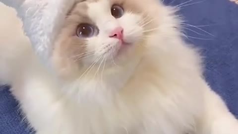 Cute cat