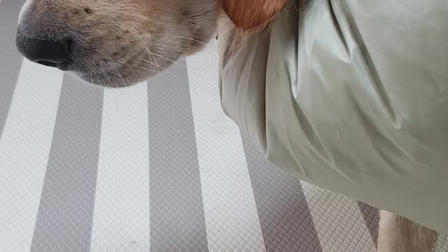 Puppy falling asleep while drying after bathing