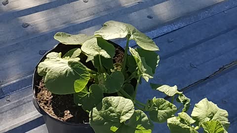 Garden update 6/26