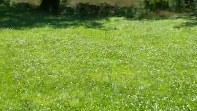 Amanda Grace Talks...A Turtle Rescue! Meet Tito our Newest Resident!