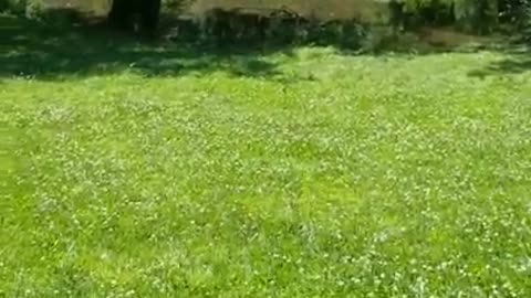 Amanda Grace Talks...A Turtle Rescue! Meet Tito our Newest Resident!