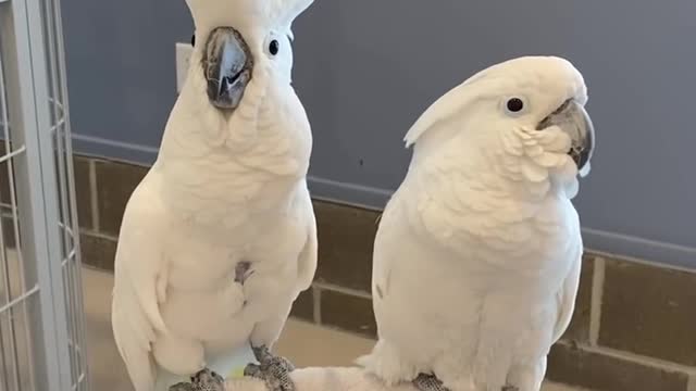 Cockatoos