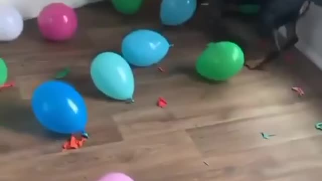 Dog playing with balloons