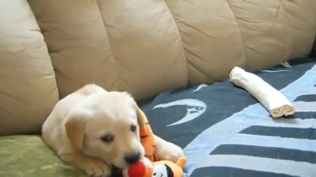 Puppies Playing Videos| Beautiful Pupies videos