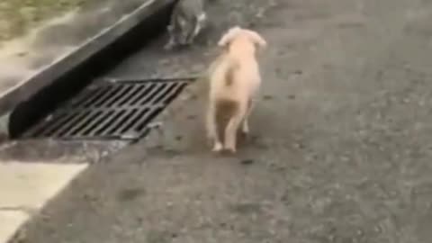 Collection of those silly and cute pets