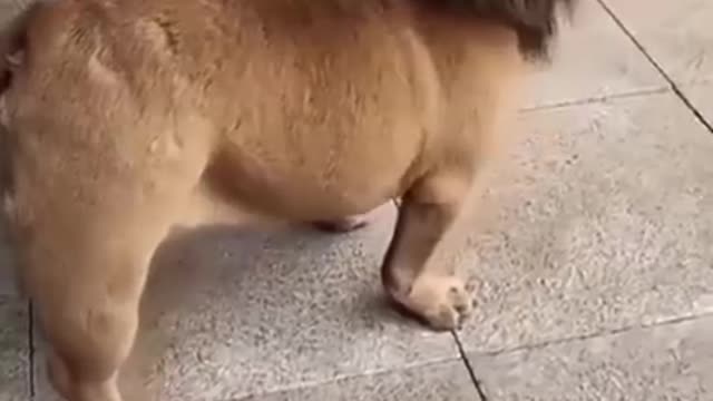 (watch our video) dog look like lion funny videos