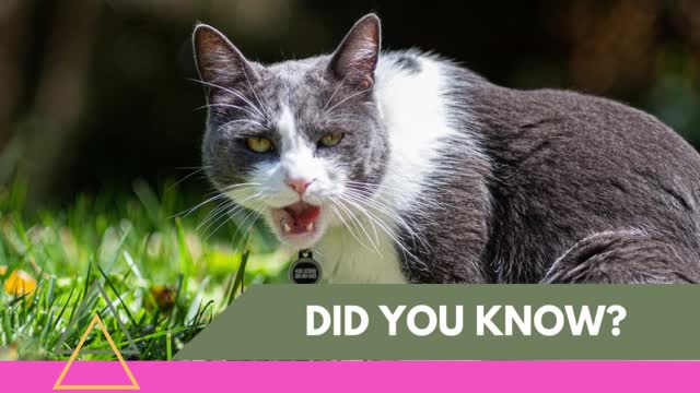 Did You Know? Amazing facts about animals you probably didn't know. #1