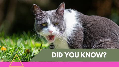 Did You Know? Amazing facts about animals you probably didn't know. #1