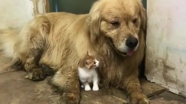 When a kitten thinks a big dog is his mother