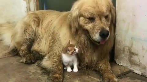 When a kitten thinks a big dog is his mother