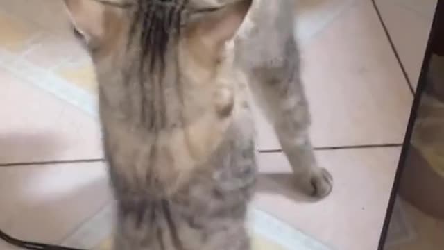 pet #cat #cute #catlover #catsoftiktok