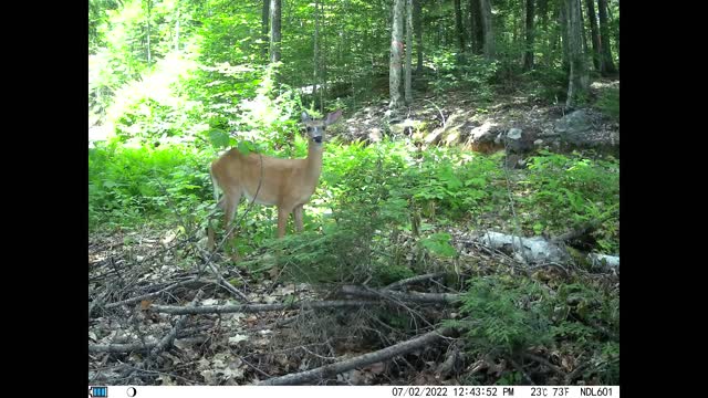 Deer grazing nice up-close view on trail camera