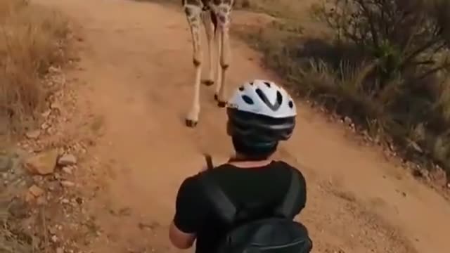 Giraffe stops to sniff guy on a bicycle