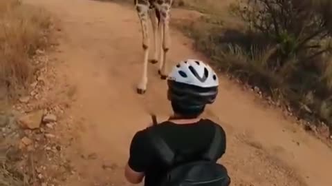 Giraffe stops to sniff guy on a bicycle