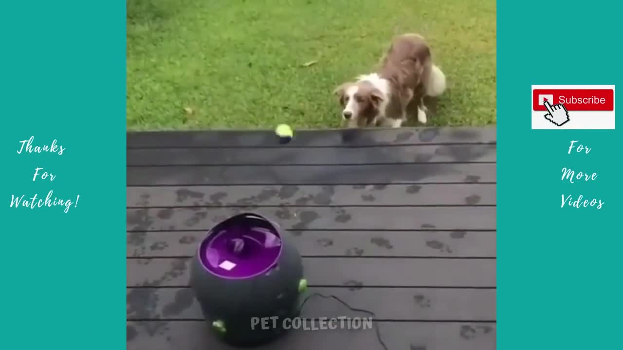 FUNNY ANIMAL PET VIDEO - Cute Pet Videos Compilation