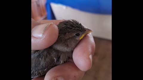 Cute Young Sparrow Rescued_Baby Bird Rescue