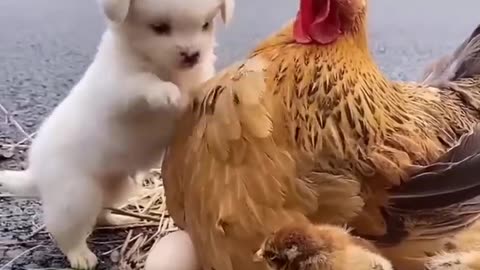 Friendship between chicken and puppy 🐶