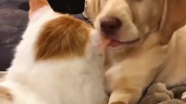 Funniest Dogs. πΆππ¦
ππ
