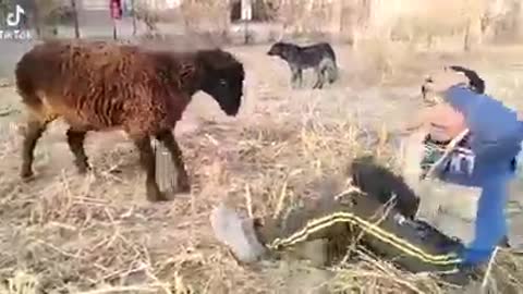 Joking with goat