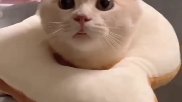 Cute cat videos clip #cute cat