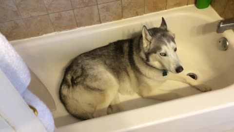 Siberian husky laying on it's side