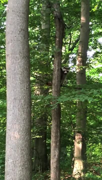 0.A Raccoon Climbing a Tree