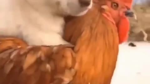 the dog and the rooster