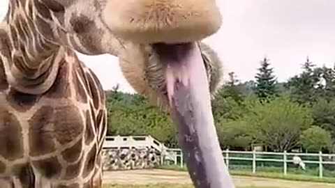 funny animals