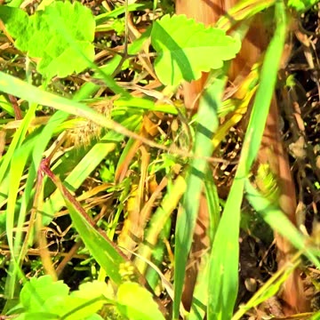 Frog jumps in slow motion. Animals in slow motion