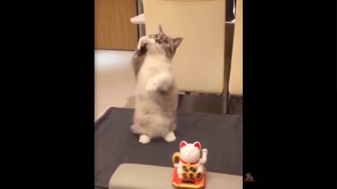 #babyawesome#funnybaby Epic dog and cat reaction to toys laugh warranty so funny compilation