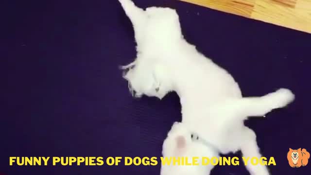 Funny Puppies Of Dogs While Doing Yoga