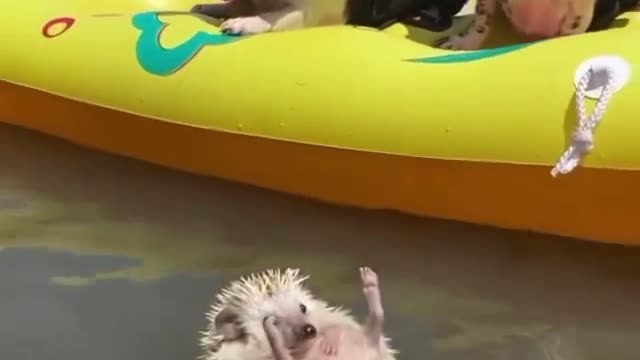 Loyal Dog hahaha🐕