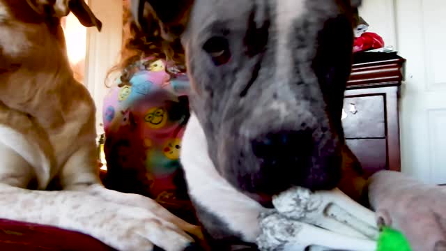 Foster Pit bull with Mange chewing on a toy