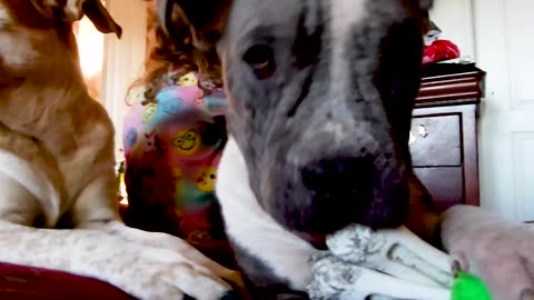 Foster Pit bull with Mange chewing on a toy