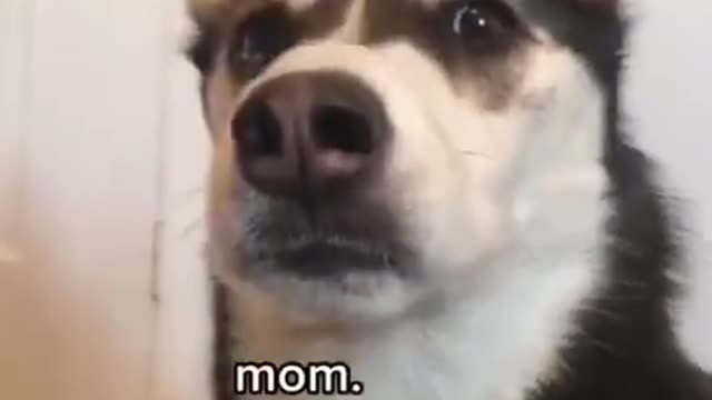 Baby dog cute and funny dog video puppy dog