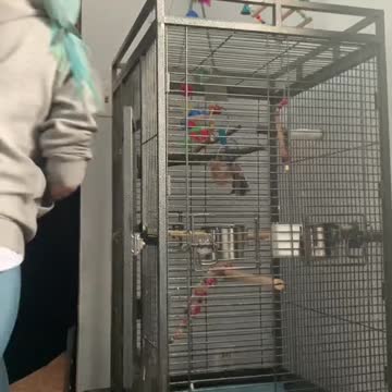 Chicken gets a treat when I do the dirty work 🧐