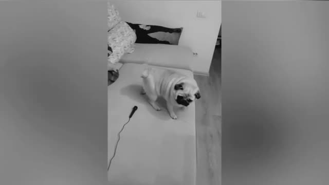 Try not to luagh animals 2022