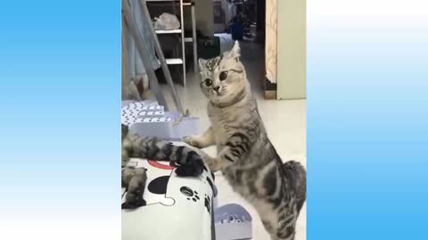 Funny Cat Video | Super Cute and Funny Cat