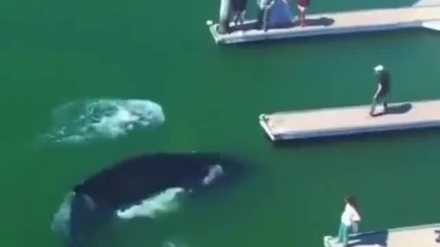 Whale swims into the harbor! Sound on 🔊