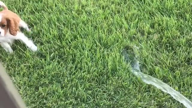 Brown dog experiencing water hose for the first time