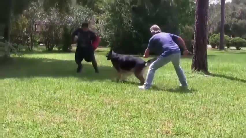 How To Make Dog Become Aggressive Instantly With These Simple Tricks