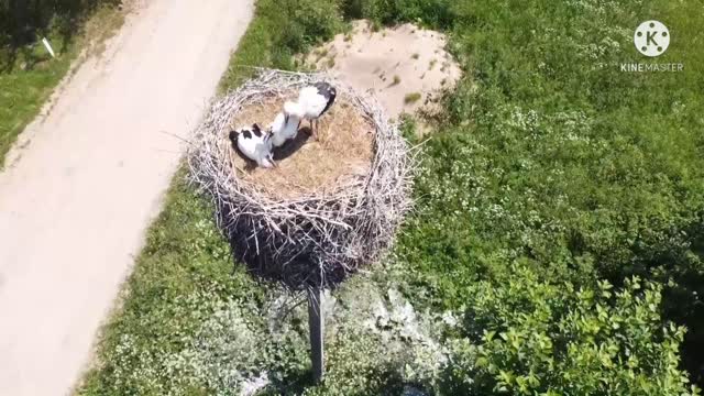 Bird's bay nest has been built on the pole of light.