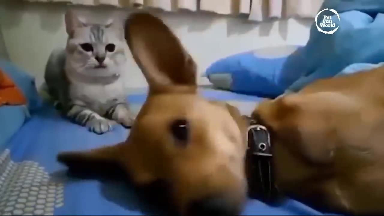 Funniest Animals New Funny Cats and Dogs Videos - Ep.14