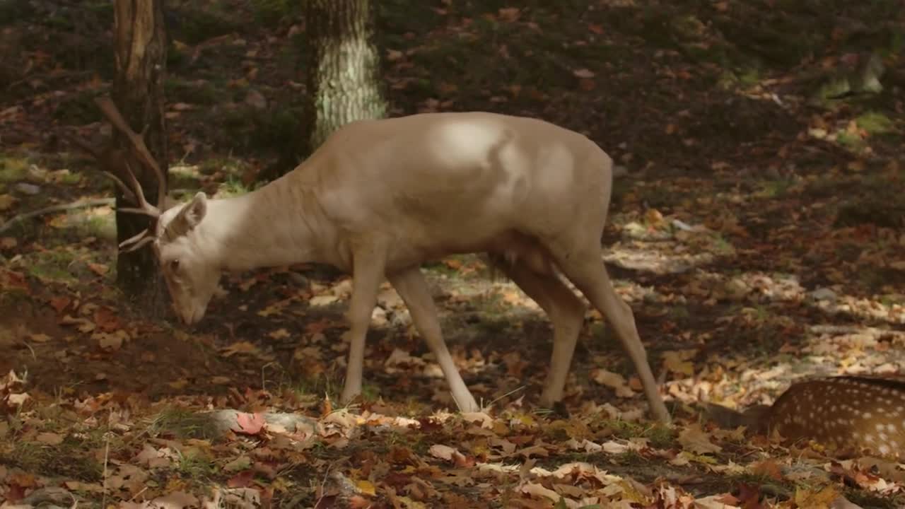 Albino Deer In Autumn Forest