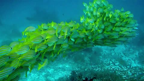 Fish train in underwater fish school. is this even possible?