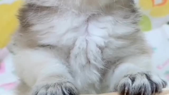 The cat does not provide service, the cat only provides itself