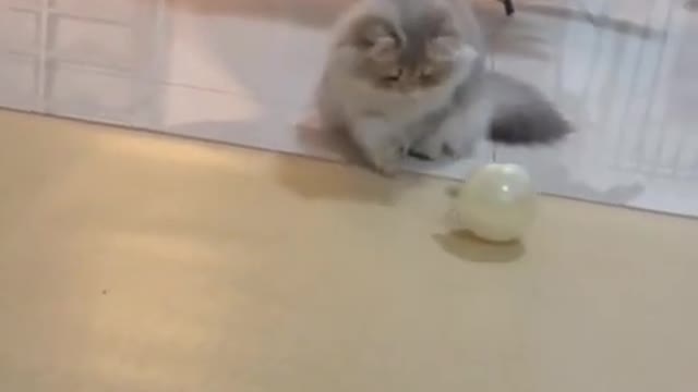 OMG So Cute ♡ Best Funny Cats and Dogs Compilation