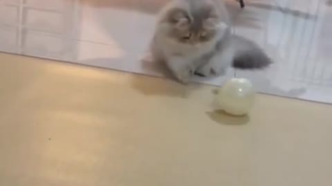OMG So Cute ♡ Best Funny Cats and Dogs Compilation