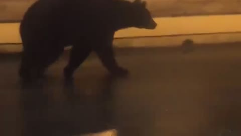 Mama Bear Wanders Through Populated Alleyway