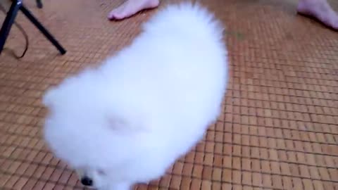 Primer lindo baño para cachorros de Pomerania | Cachorros de perros divertidos